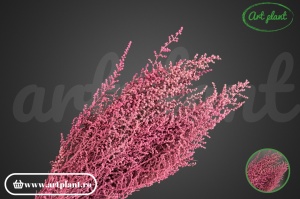 Stoebe stabilizată pink - Img 3