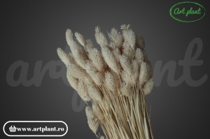 Talaris beige
