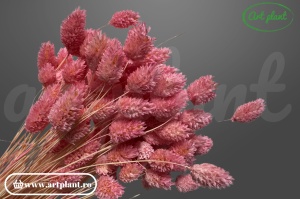 Talaris pink bic