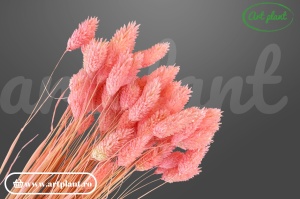 Talaris uscat roz somon - fire decorative
