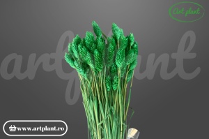 Talaris verde bandiera(G)