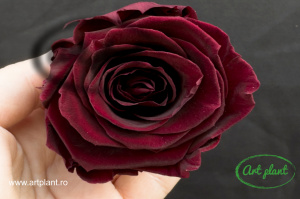 Trandafir criogenat Burgundy XL - Img 1