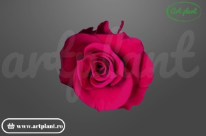 Trandafir Criogenat Cyclam Inchis Pin05