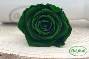 Trandafir criogenat Emerald Green XL - Img 3