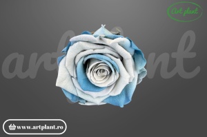Trandafir Criogenat L Albastru Blu05
