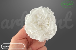Trandafir criogenat Romantic alb