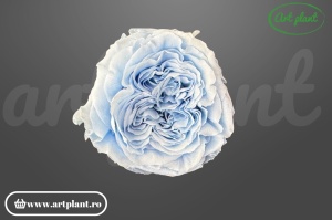 Trandafir criogenat Romantic baby blue