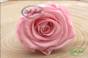 Trandafir criogenat Roz ( Bridal Pink) XL - Img 2