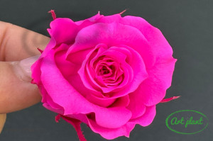 Trandafir Criogenat Roz Fuchsia Pin07