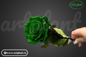 Trandafir criogenat Verde Inchis Gre02 cu tijă, 30 cm