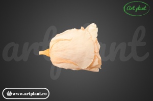 Trandafir Criogenta L Champagne Cha99 - Img 3