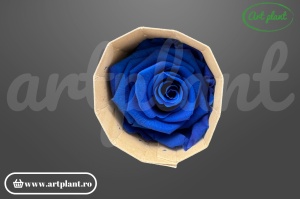 Trandafir criogenat 6cm Albastru Regal - Art Plant