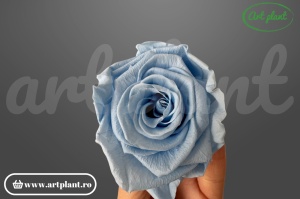 Trandafiri Criogenati 6cm Baby Blue din Ecuador, 5.5-6.3 cm , inaltime 5-6.1, 6 buc