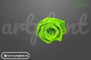 Trandafiri Criogenati 6cm Green Lime