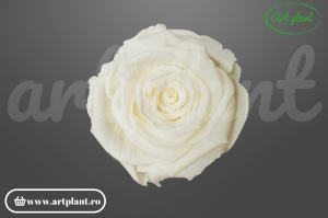 Trandafiri Criogenati 6cm Ivory.