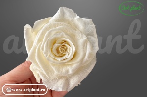 Trandafiri Criogenati 6cm Light Beige