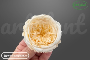 Trandafiri Criogenati de Gradina Amelia Champagne CHA99