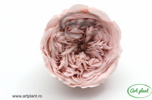 Trandafiri Criogenati de Gradina Amelia Roz Pal Pin04