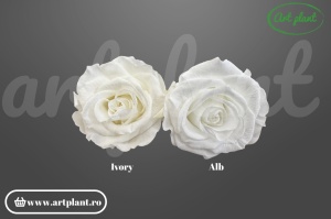 Trandafir criogenat Mediu Alb - Art Plant