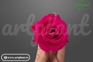 Trandafiri Criogenati Mediu Fuchsia