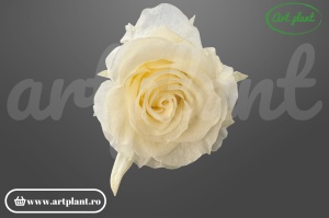 Trandafiri criogenați Mediu Light Beige - cutie 6 bucăți Art Plant