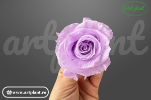 Trandafiri criogenați Mediu Lila - cutie 6 bucăți Art Plan