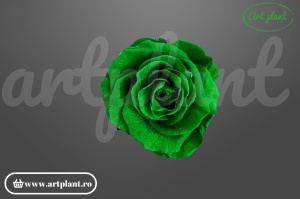 Trandafiri Criogenati Mediu Verde.