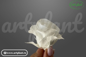 Trandafiri Criogenati Mini Albi din Ecuador, 3-5 cm , inaltime 3-4 cm, 12 buc
