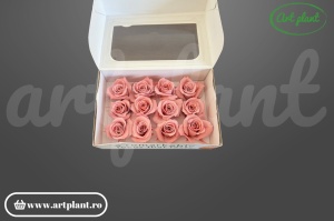 Trandafiri Criogenati Mini Dusty Pink din Ecuador, 3-5 cm , inaltime 3-4 cm, 12 buc
