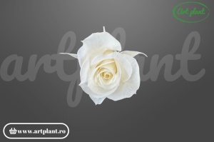 Trandafir criogenat mini light beige 1 bucată floare naturală conservată Ecuador Art Plant