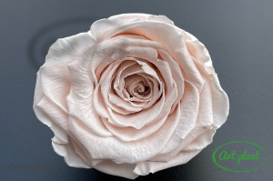 Trandafiri Criogenati XL Blush Pale Pink Pin79