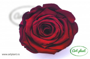 Trandafiri Criogenati XL Rosu Red01 - Img 1