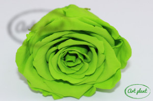 Trandafiri Criogenati XL Verde Neon Gre05 - Img 3