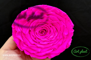 Trandafiri Criogenati XXL Roz Fuchsia Pin07