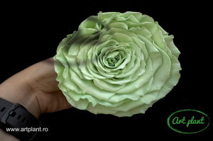 Trandafiri Criogenati XXL Verde Deschis Gre04 - Img 1