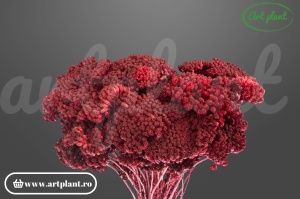 Achillea uscată bordo - floricele decorative