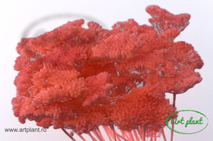 Achillea Filipendulina Roz