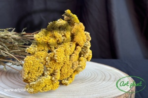 Achillea natur