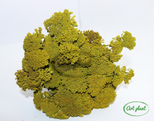 Achillea verde - Img 2