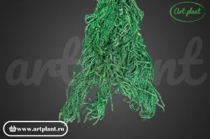 Amaranthus verde bandiera(G) - Img 1