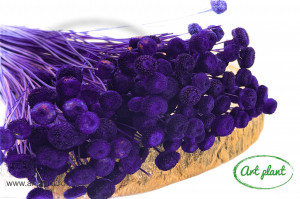 Amarelino Purple