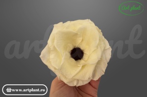 anemonă stabilizată crem floare conservată pentru decor elegant