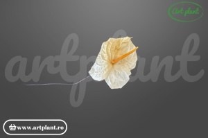 Anthurium stabilizat