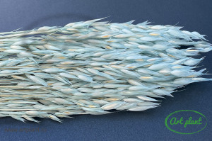 Avena celeste