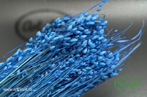 Briza Maxima Blue