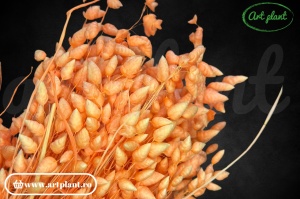 Briza maxima somon (G)