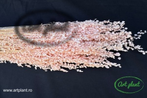 Briza Minima Light Pink - Img 2