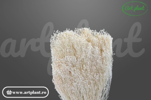 Broom alb (G)