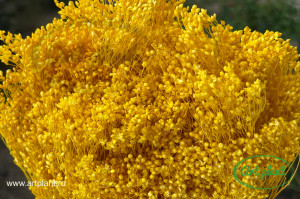 Broom galben - Img 3