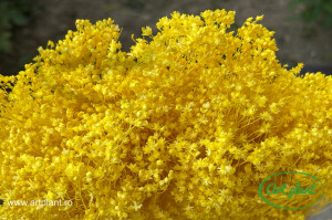 Broom lime - Img 2